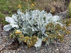 Senecio candidans
