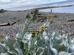 Senecio candidans