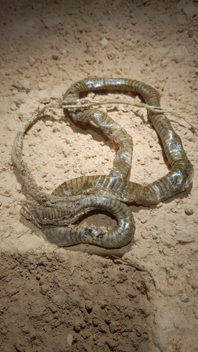 Egyptian Cobra
