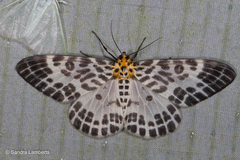 Pogonopygia nigralbata