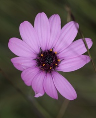 Dimorphotheca spectabilis