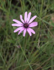 Dimorphotheca spectabilis