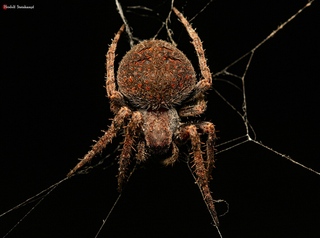 Red-spot Hairy Field Spider from Spitskop Small Holdings, Bloemfontein ...