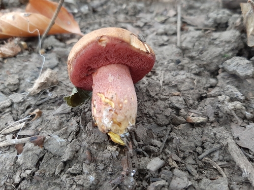 Crimson Bolete