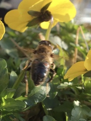 Eristalis tenax