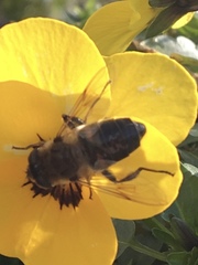 Eristalis tenax