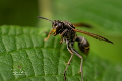 Polistes cinerascens
