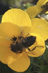 Eristalis tenax
