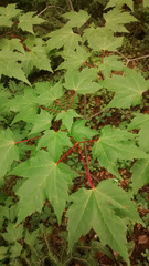 Acer rubrum rubrum