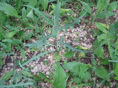 Lactuca tatarica
