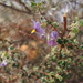 Seringia saxatilis - Photo (c) Kelly A. Shepherd, some rights reserved (CC BY-NC), uploaded by Kelly A. Shepherd