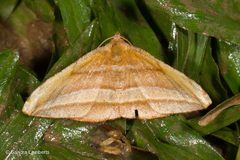 Loxotephria