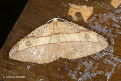 Hypochrosis hyadaria