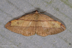 Hypochrosis hyadaria