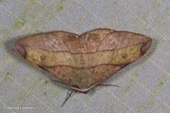 Hypochrosis hyadaria