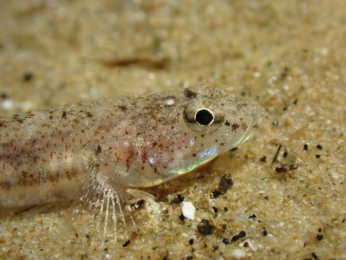 Marbled Goby, photo 9 of 10