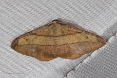 Hypochrosis hyadaria