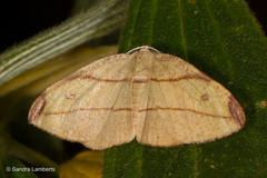 Hypochrosis hyadaria