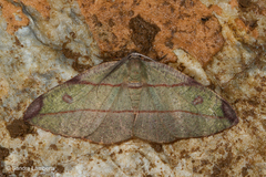 Hypochrosis hyadaria