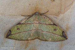 Hypochrosis hyadaria
