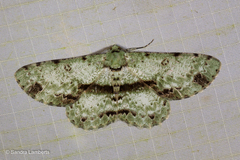 Ophthalmitis cordularioides