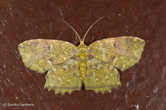 Yashmakia orsinephes