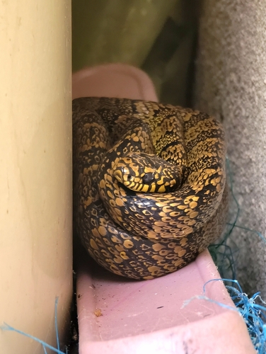 Photo of a Aleman's Snail-eater (Plesiodipsas perijanensis)