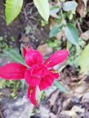 Castilleja scorzonerifolia