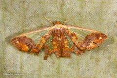 Peratophyga xanthyala