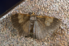 Peratophyga venetia