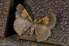 Peratophyga venetia