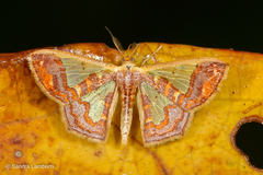 Peratophyga xanthyala