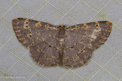 Peratophyga spilodesma