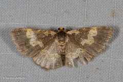 Peratophyga flavomaculata