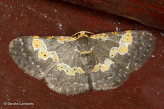 Peratophyga flavomaculata