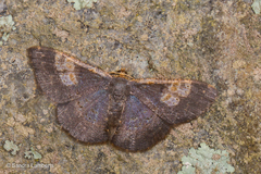 Peratophyga venetia