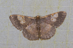 Peratophyga venetia