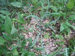 Lactuca tatarica