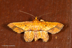 Entomopteryx combusta