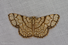 Heterostegane warreni