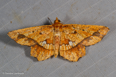 Entomopteryx combusta