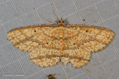 Synegia eumeleata