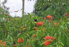 Troides helena cerberus