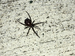 Steatoda
