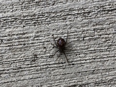 Steatoda