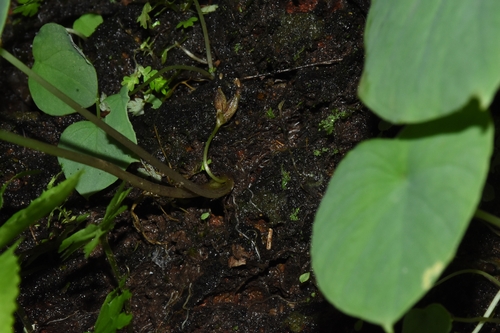 Ariopsis peltata, photograph 4