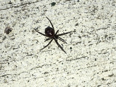 Steatoda