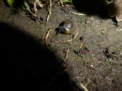 Oxychilus draparnaudi