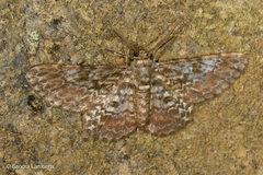 Cleora cucullata