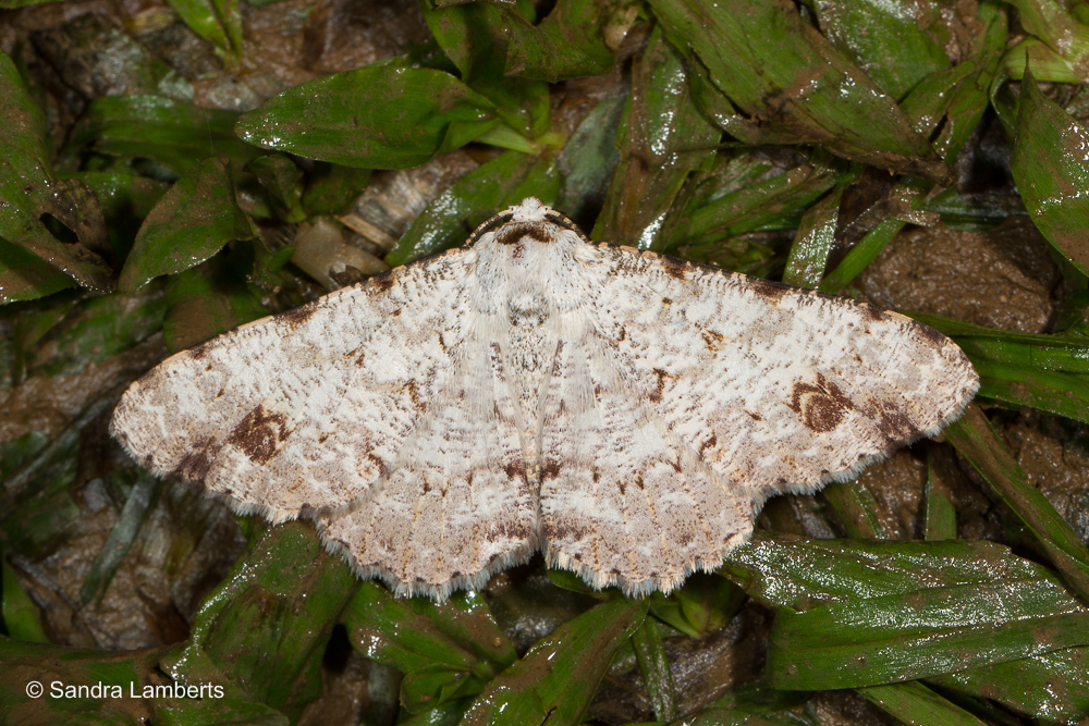 Lassaba acribomena